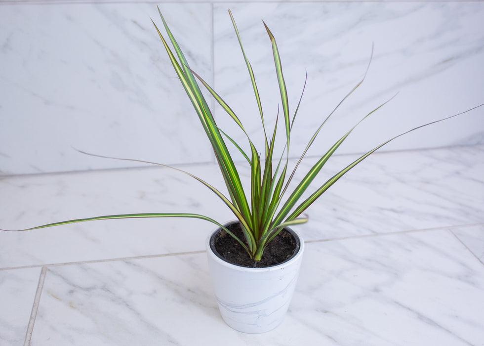 Dracaena Marginata Kiwi, 4" Plant