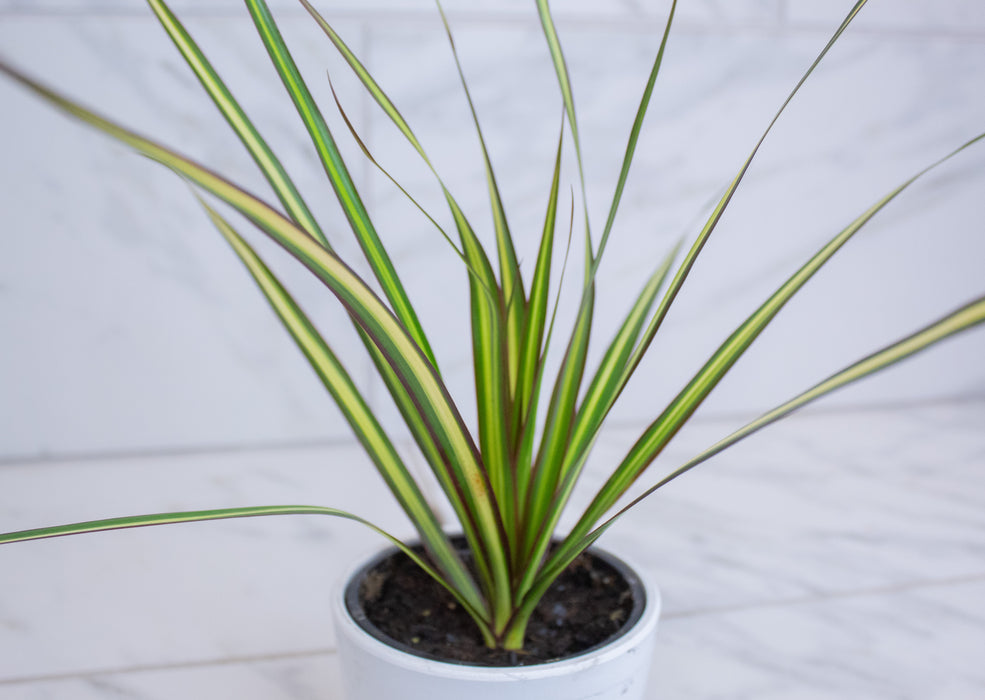 Dracaena Marginata Kiwi, 4" Plant