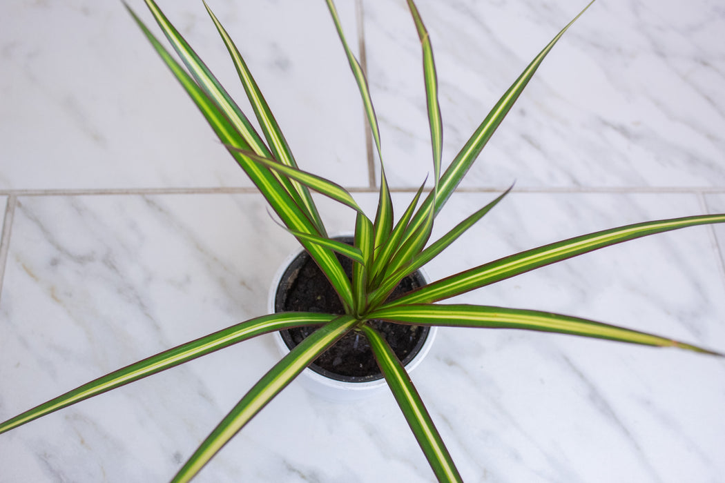Dracaena Marginata Kiwi, 4" Plant