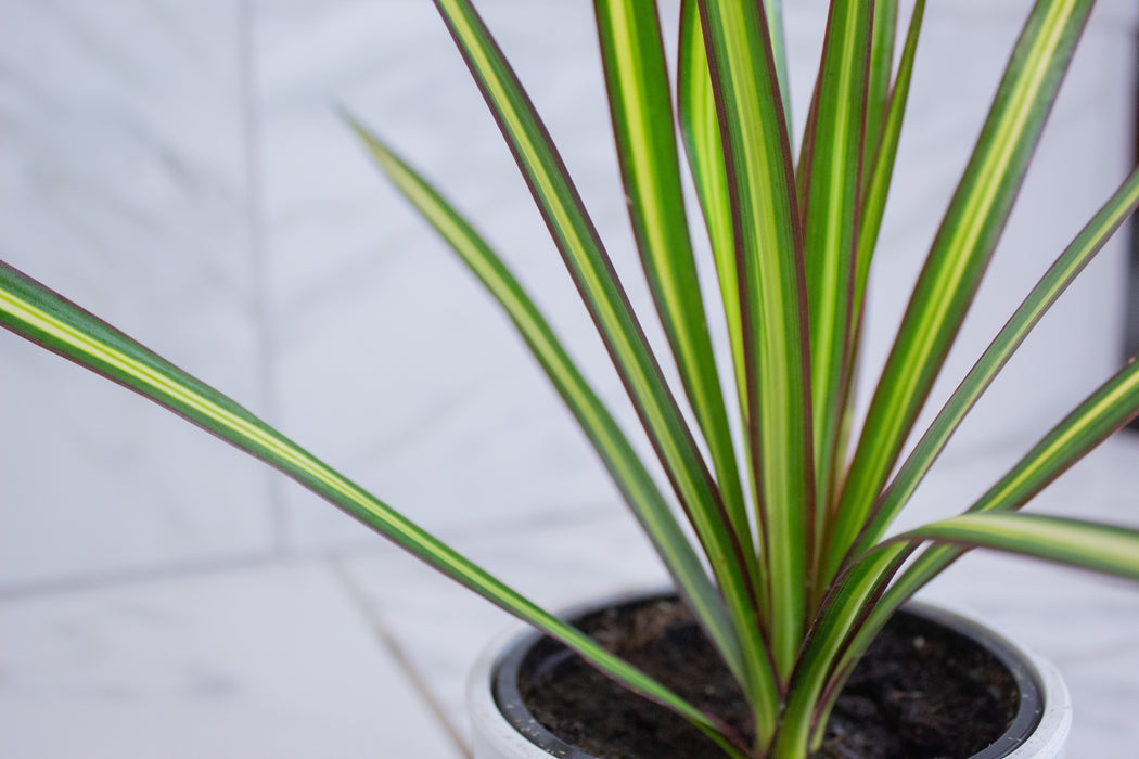 Dracaena Marginata Kiwi, 4" Plant