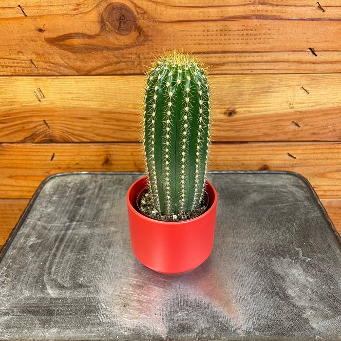 Echinopsis Huascha Cactus, 2" Plant