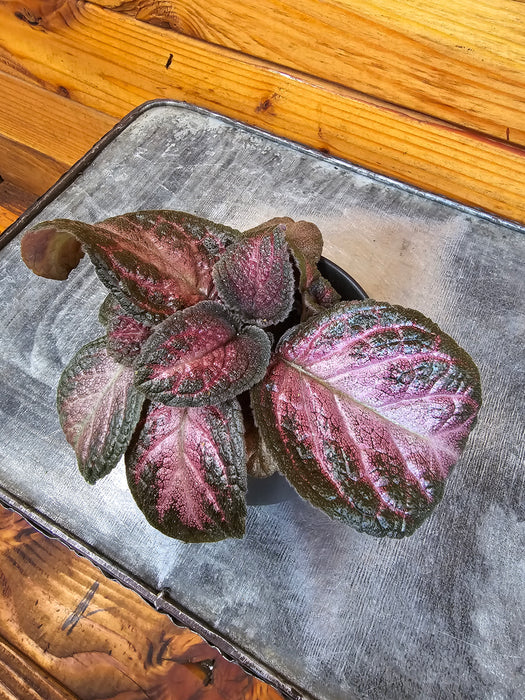 Episcia Purple Rain, 2" Plant