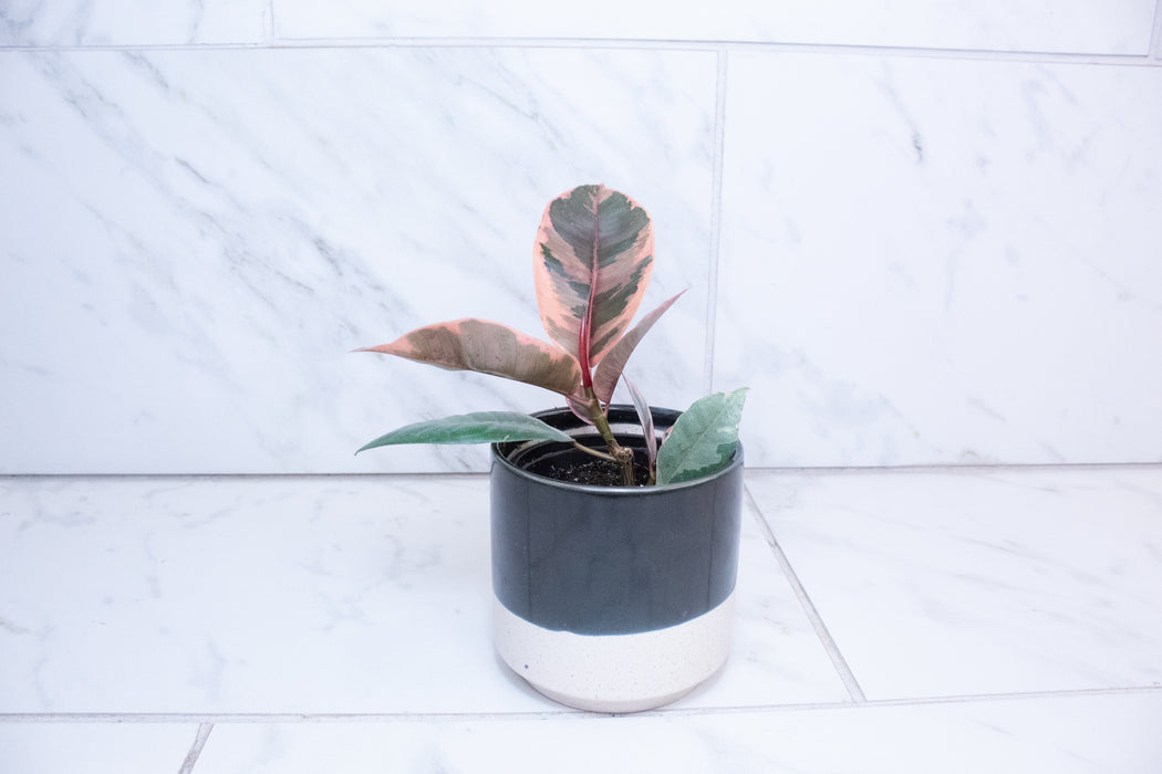Ficus Ruby, 4" Plant