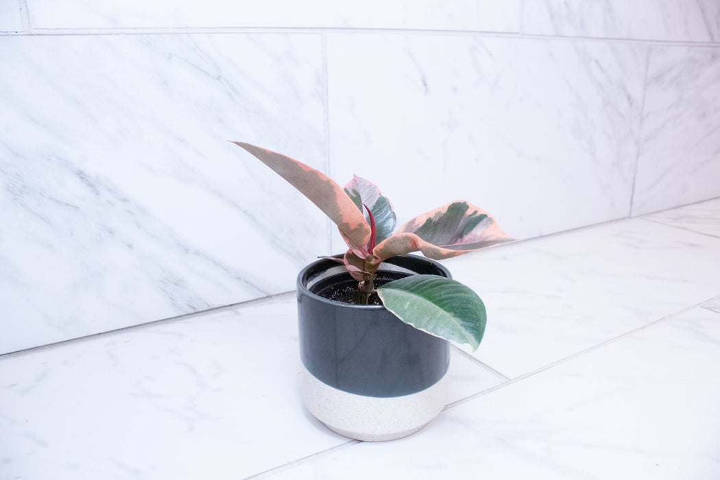 Ficus Ruby, 4" Plant