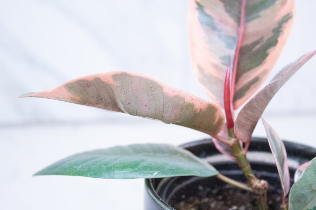 Ficus Ruby, 4" Plant
