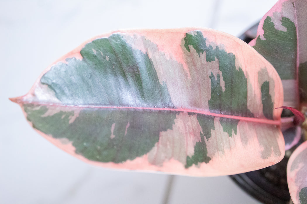 Ficus Ruby, 4" Plant