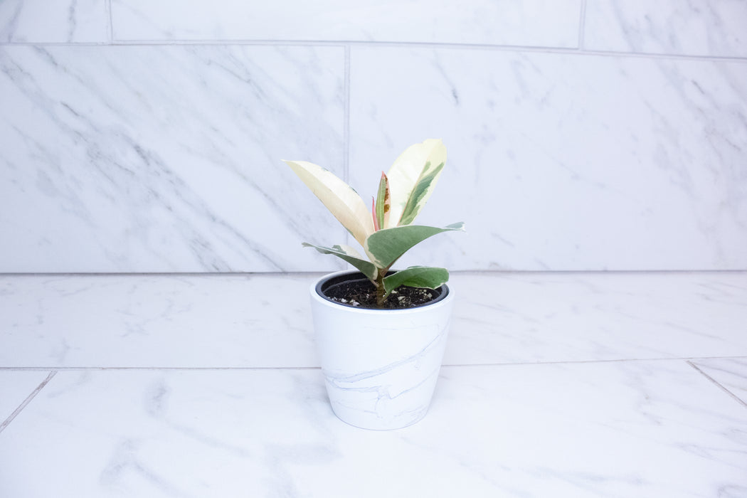 Ficus Tineke, 4" Plant