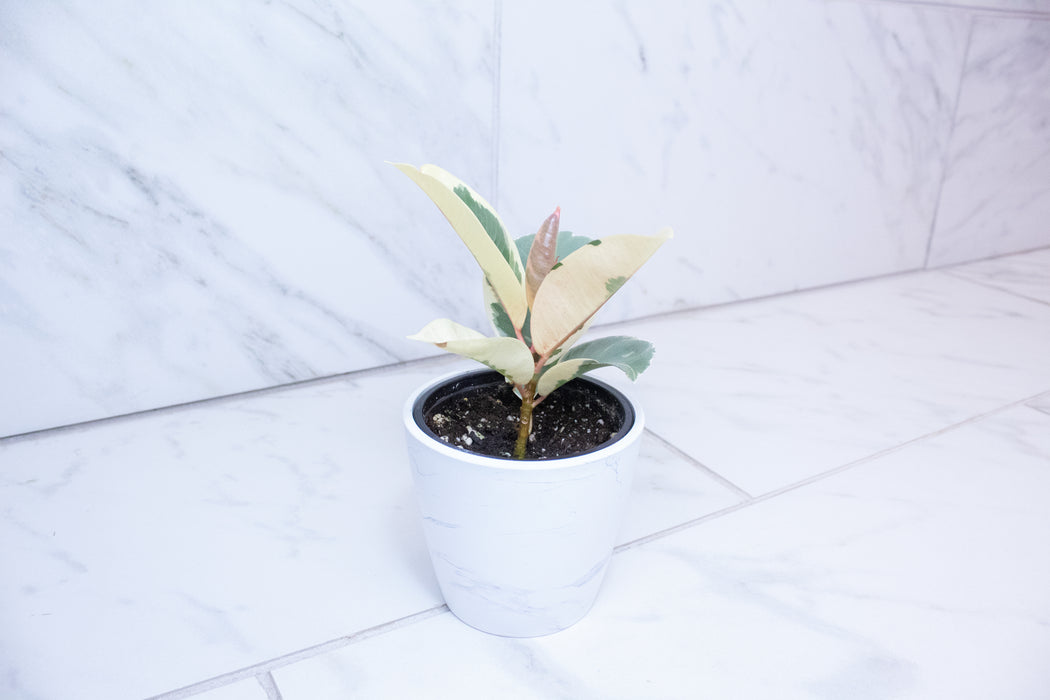 Ficus Tineke, 4" Plant