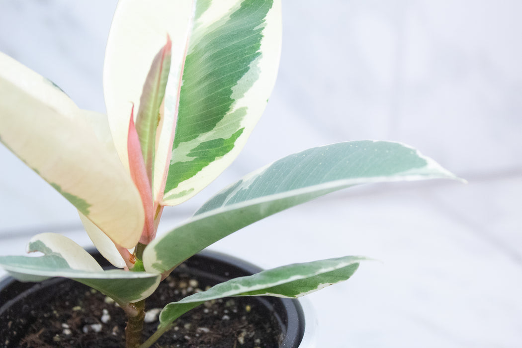 Ficus Tineke, 4" Plant