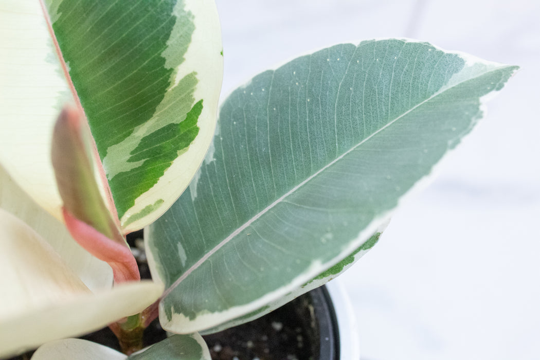 Ficus Tineke, 4" Plant
