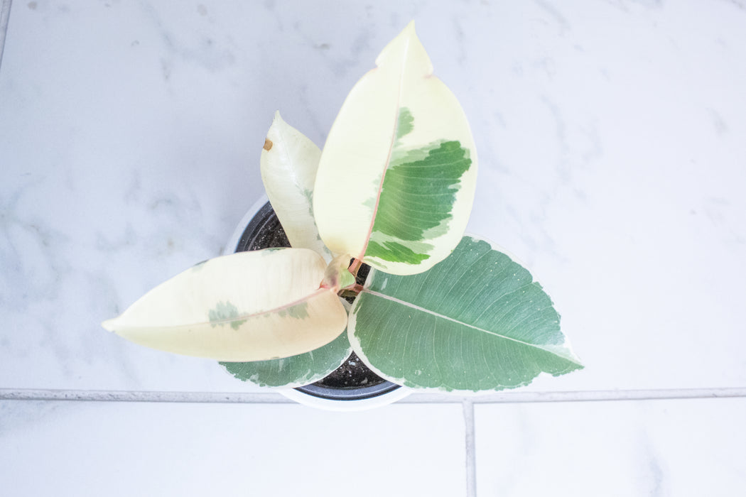 Ficus Tineke, 4" Plant