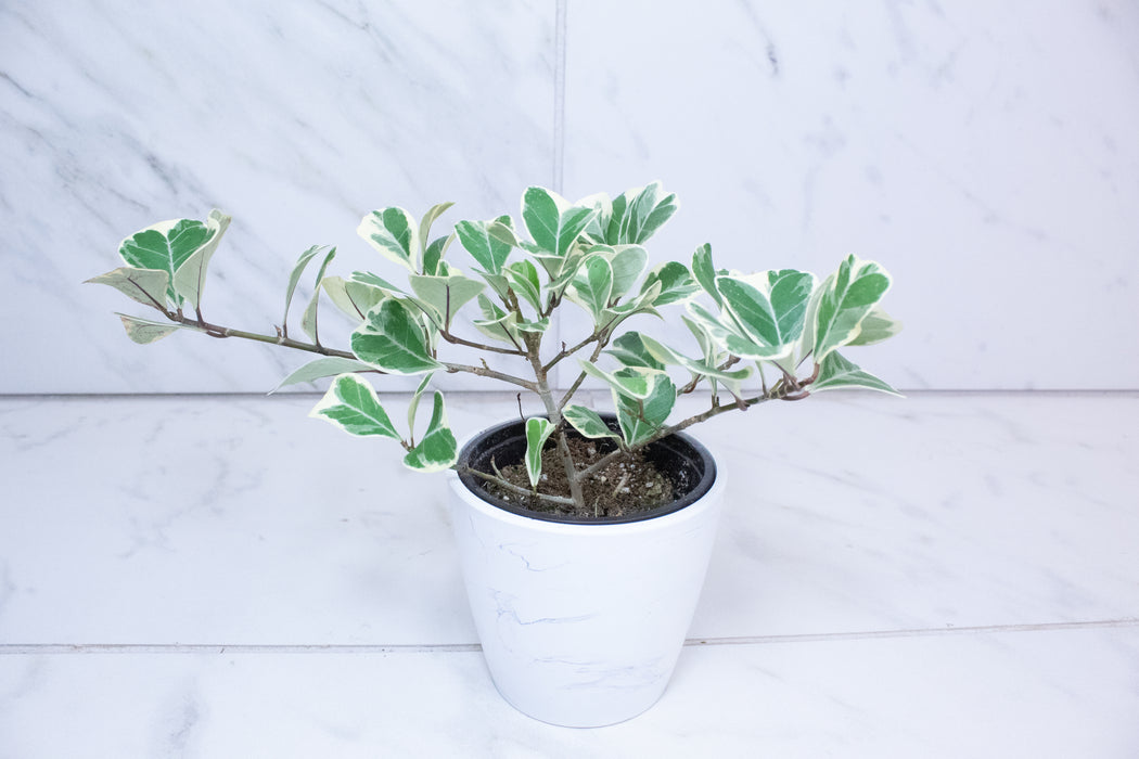 Ficus Triangularis, 4" Plant