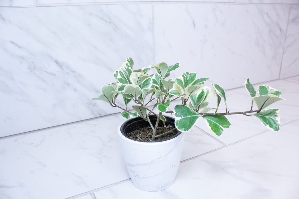 Ficus Triangularis, 4" Plant