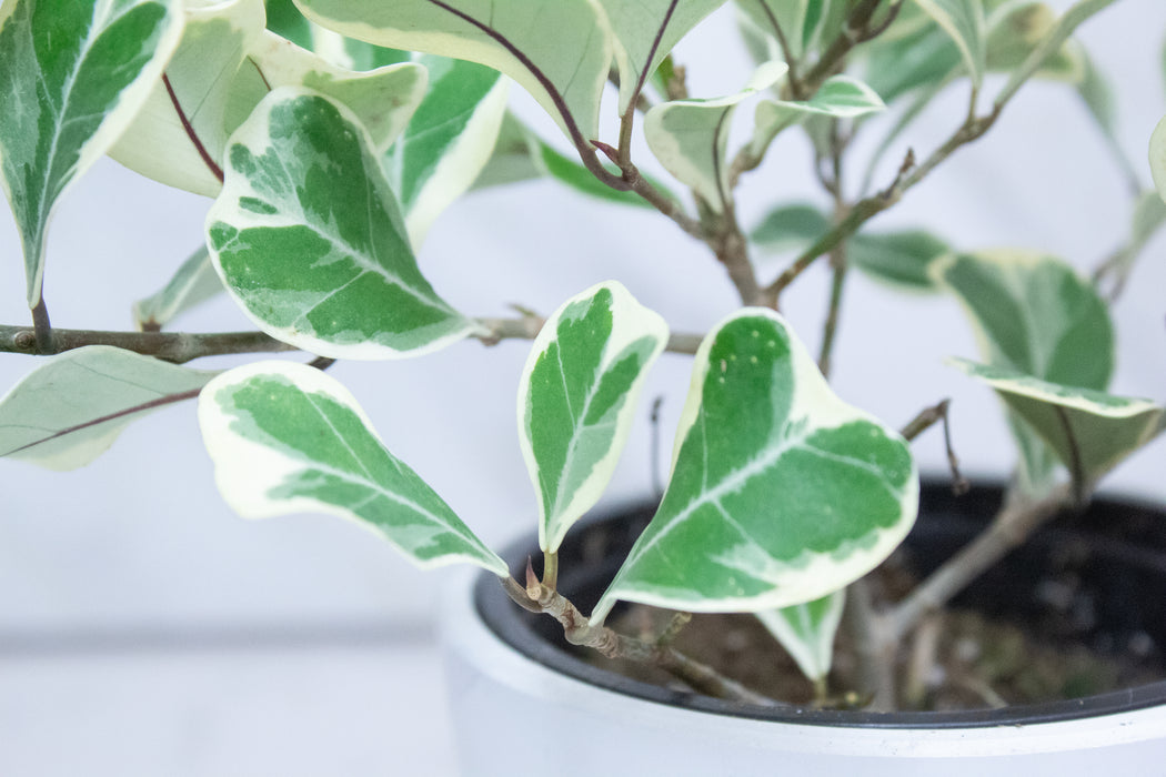Ficus Triangularis, 4" Plant