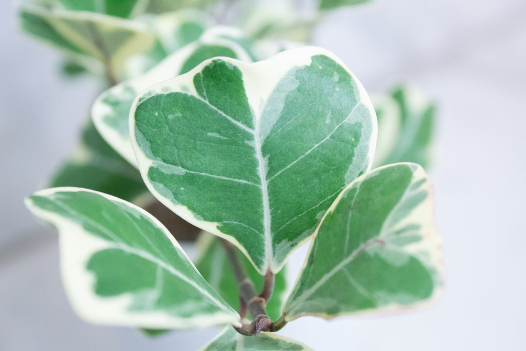 Ficus Triangularis, 4" Plant