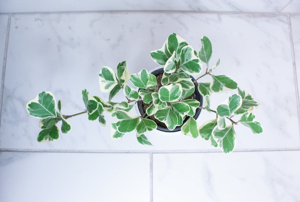 Ficus Triangularis, 4" Plant