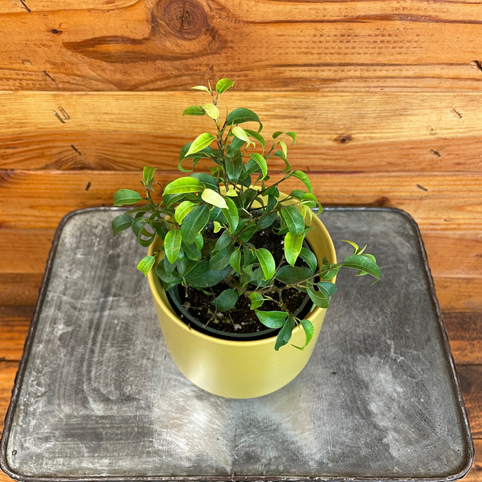 Ficus Benjamina 'Too Little', 4" Plant