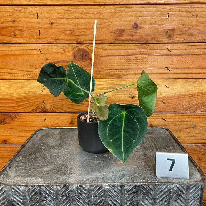 Anthurium Forgetii Seedling - Pick Your Plant, 2" Plant