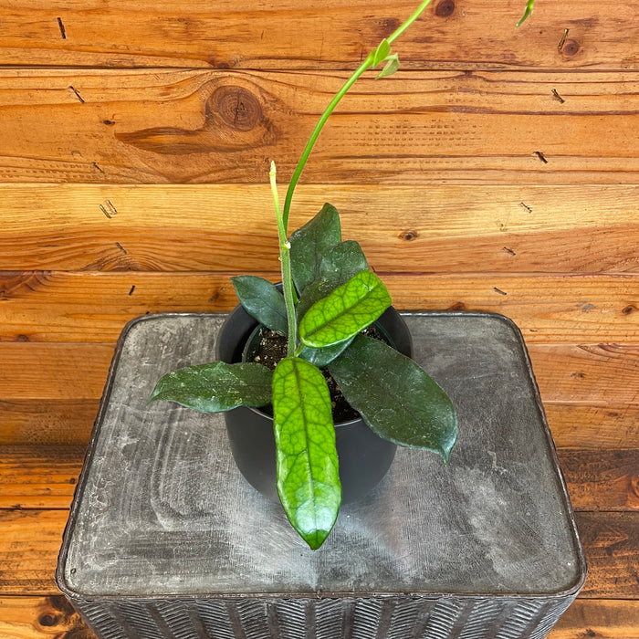 Hoya Globulosa, 4" Plant