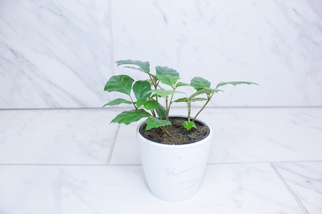 Cissus rhombifolia Grape Leaf, 4" Plant