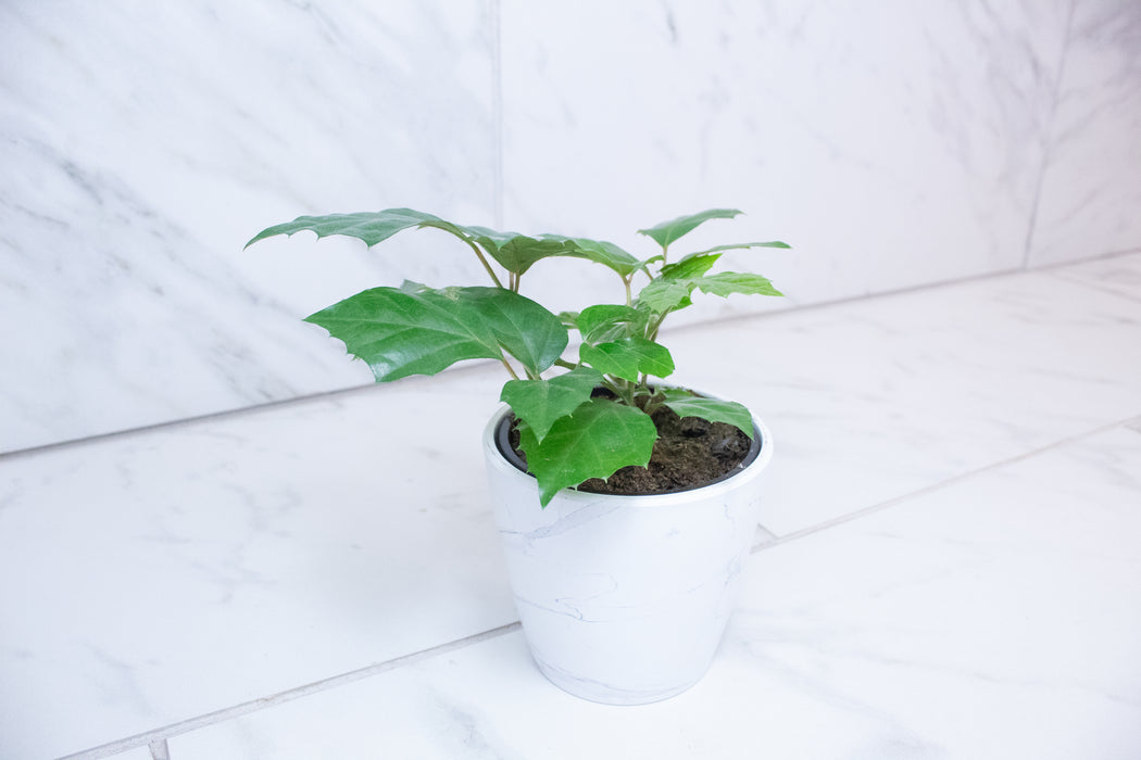 Cissus rhombifolia Grape Leaf, 4" Plant