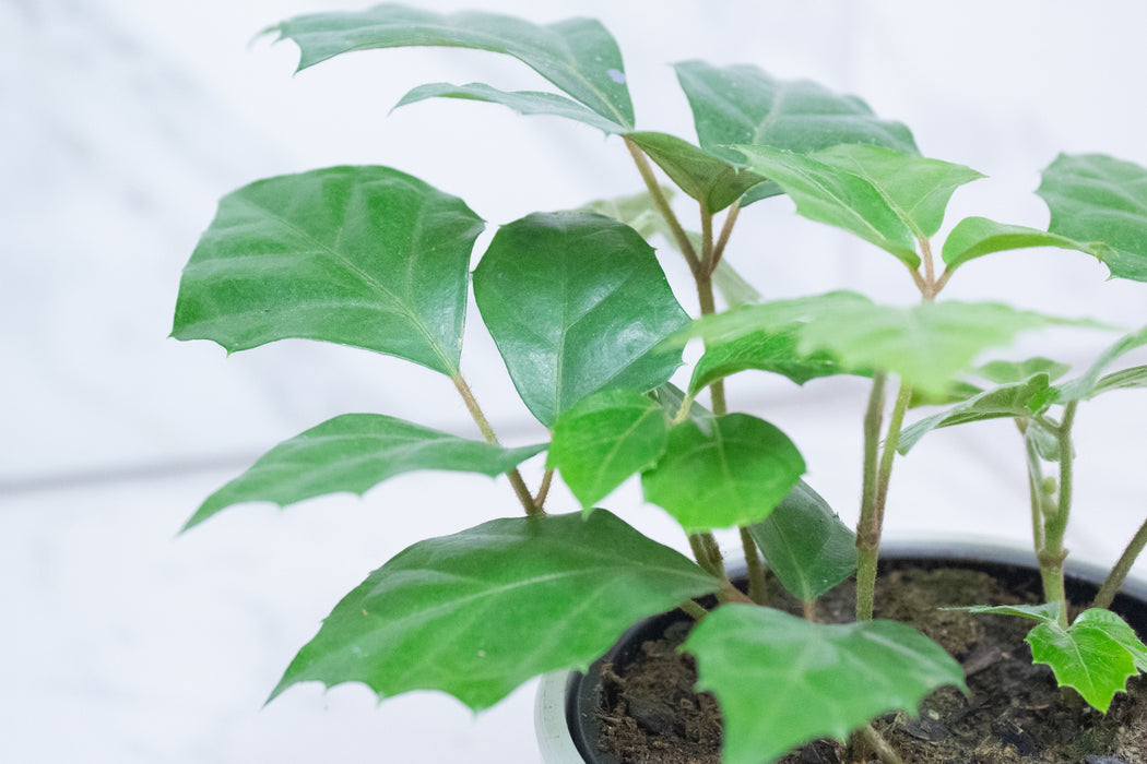 Cissus rhombifolia Grape Leaf, 4" Plant