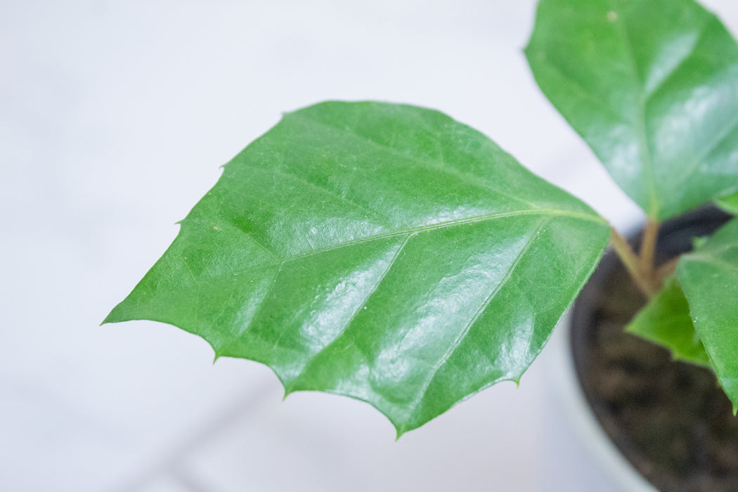 Cissus rhombifolia Grape Leaf, 4" Plant