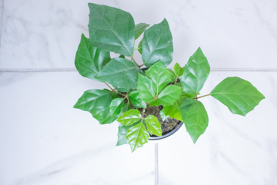 Cissus rhombifolia Grape Leaf, 4" Plant