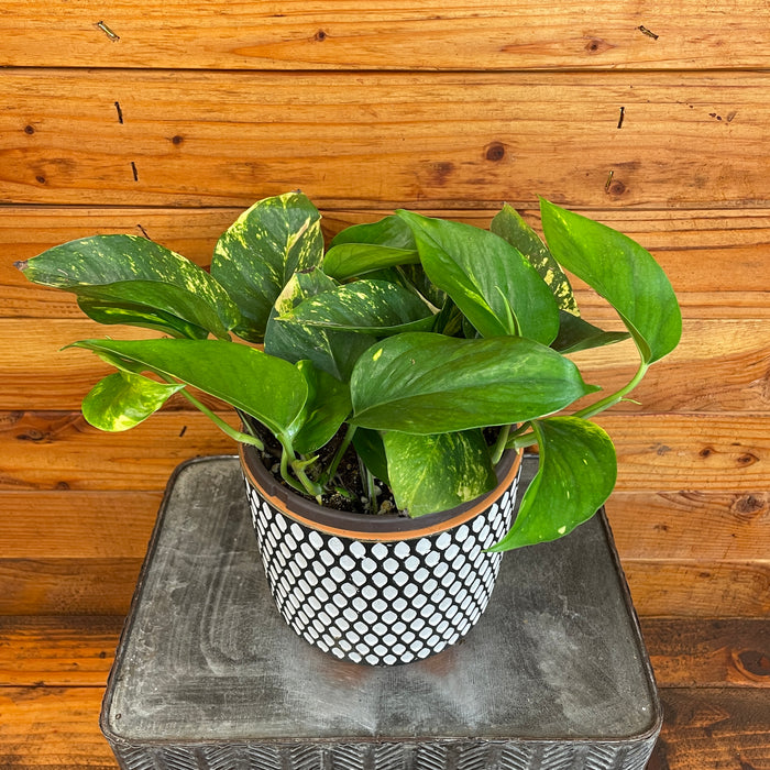 Pothos Hawaiian, 6" Plant