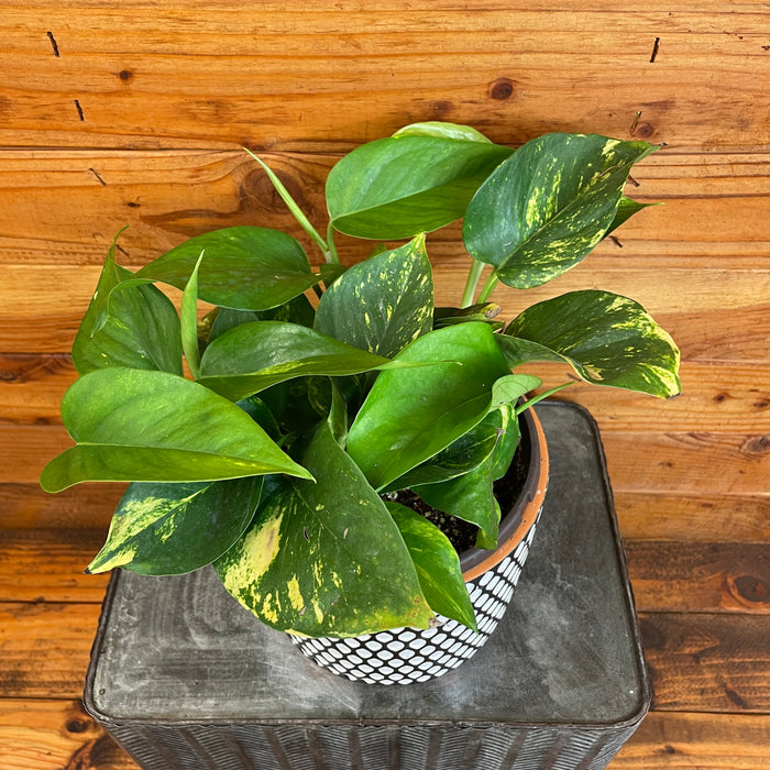 Pothos Hawaiian, 6" Plant