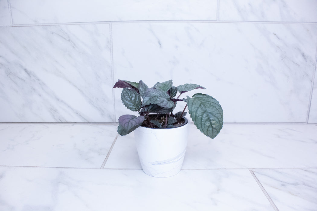 Hemigraphis Silver Queen, 4" Plant