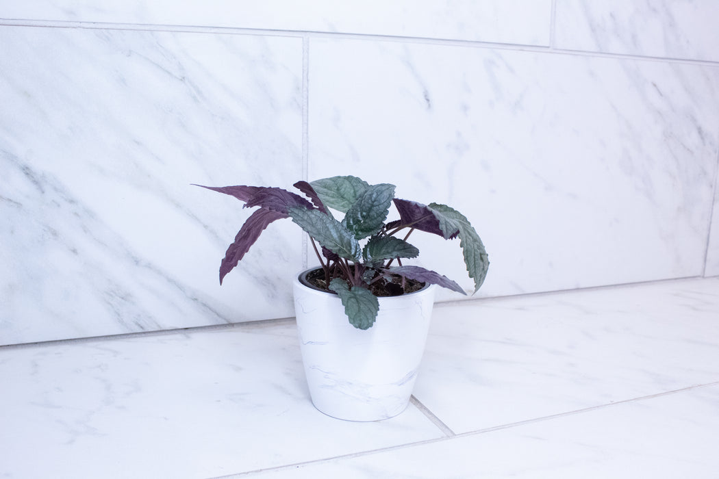 Hemigraphis Silver Queen, 4" Plant