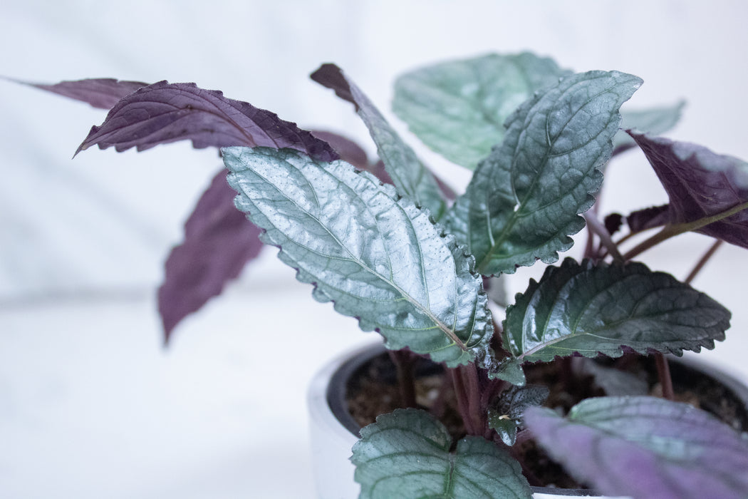 Hemigraphis Silver Queen, 4" Plant