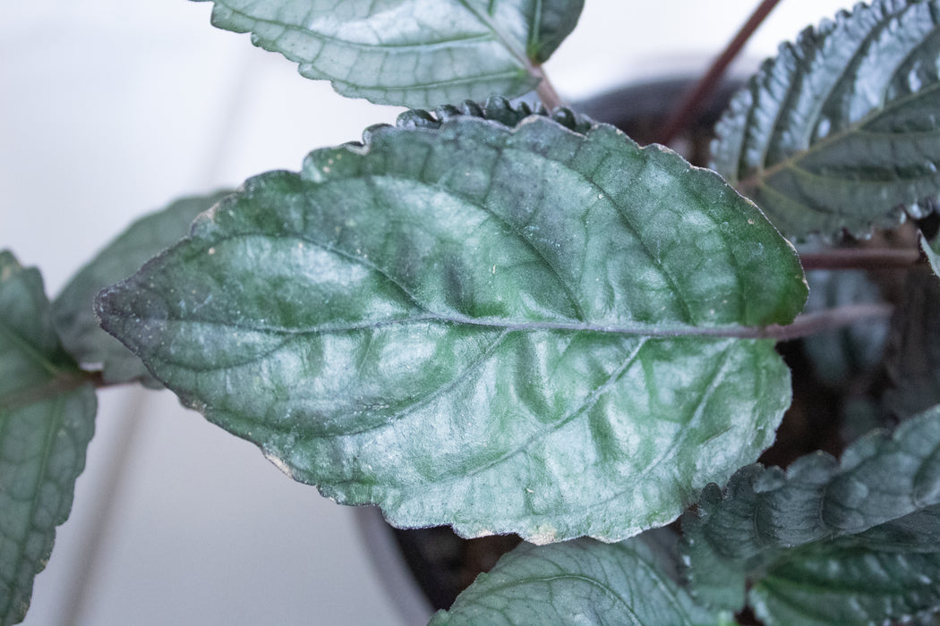 Hemigraphis Silver Queen, 4" Plant