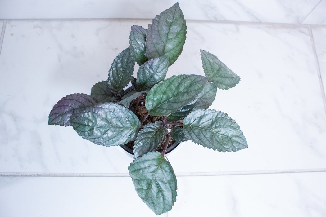 Hemigraphis Silver Queen, 4" Plant