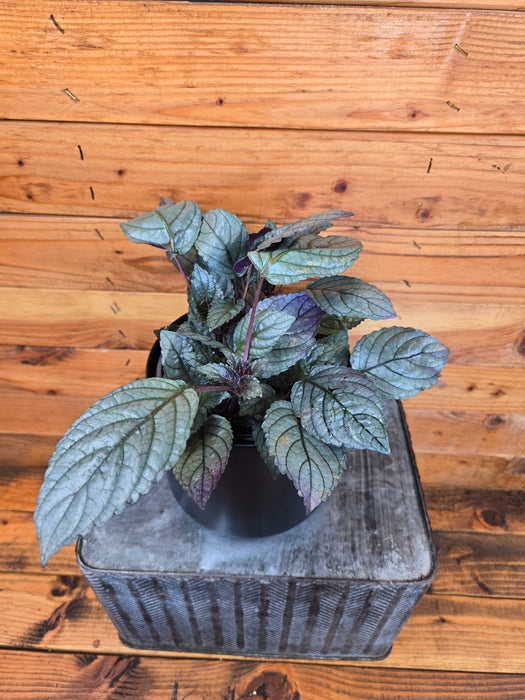 Hemigraphis Silver Queen, 6" Plant