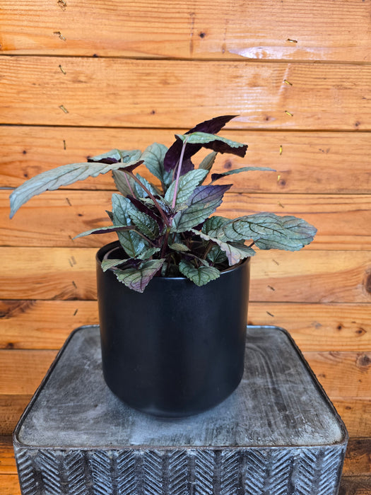 Hemigraphis Silver Queen, 6" Plant