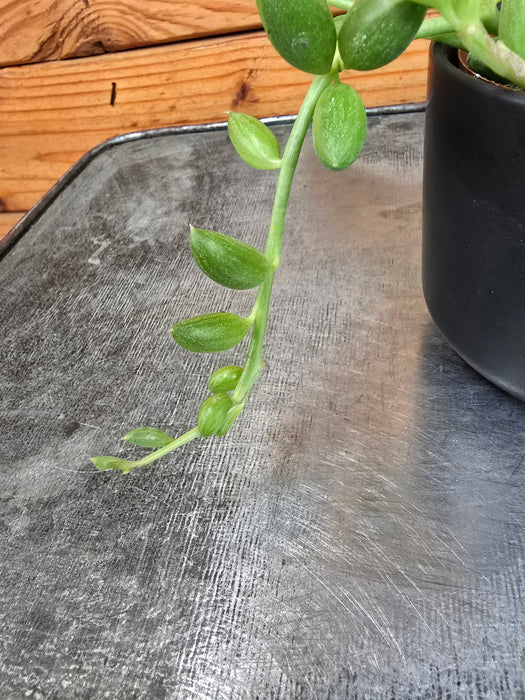 Herreianus String of Watermelons, 2" Plant