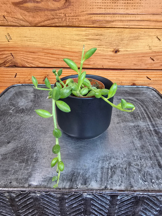 Herreianus String of Watermelons, 2" Plant