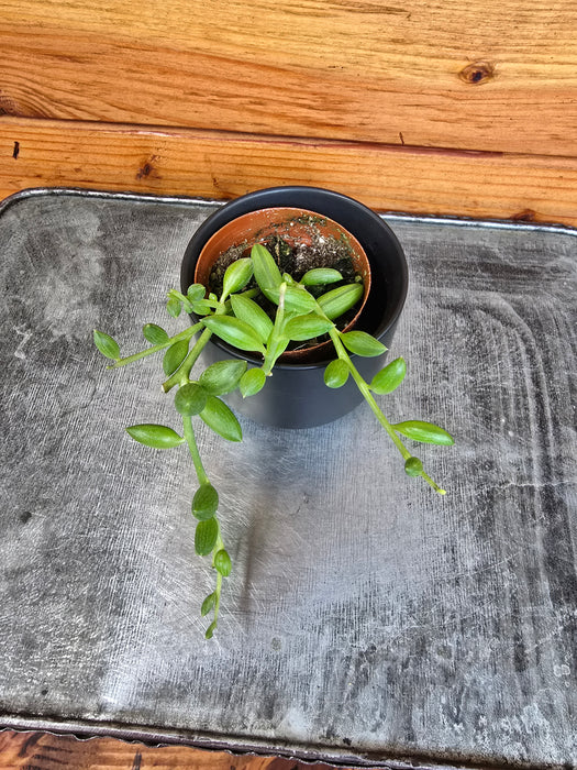 Herreianus String of Watermelons, 2" Plant