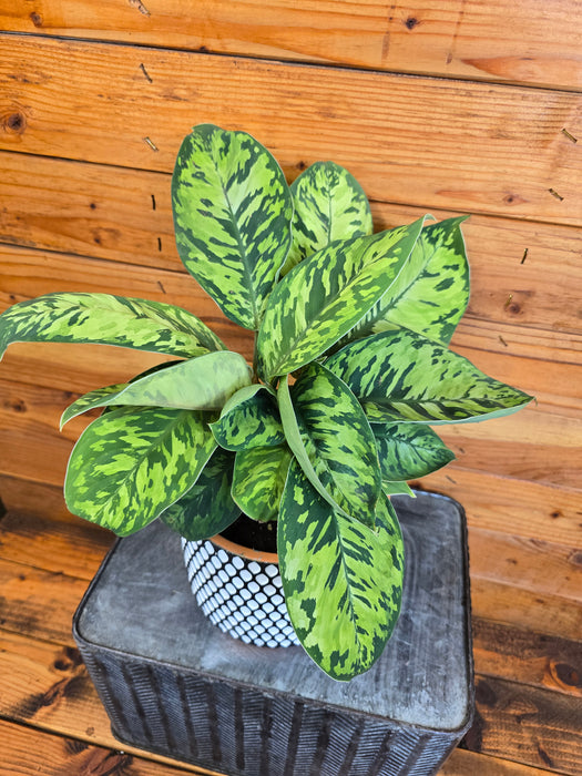 Homalomena Camouflage, 6" Plant