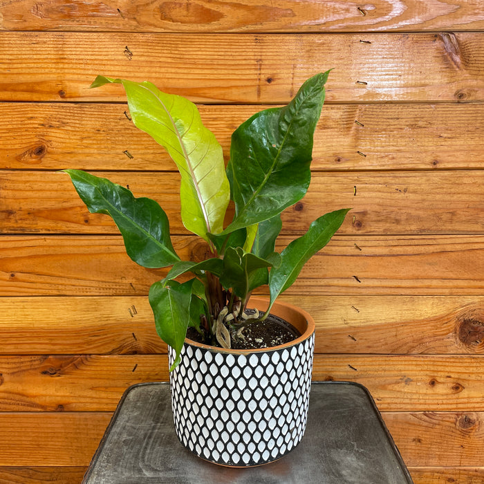 Anthurium Hookeri, 6" Plant