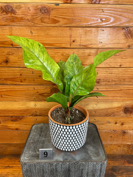 Anthurium Hookeri Variegated - Pick Your Plant, 6" Plant