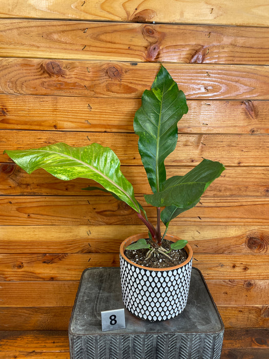 Anthurium Hookeri Variegated - Pick Your Plant, 6" Plant