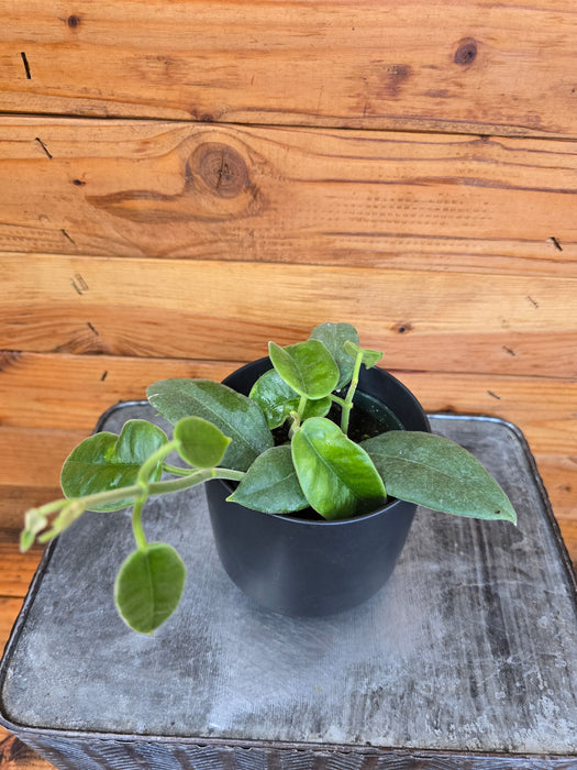 Hoya Affinis Red, 4" Plant