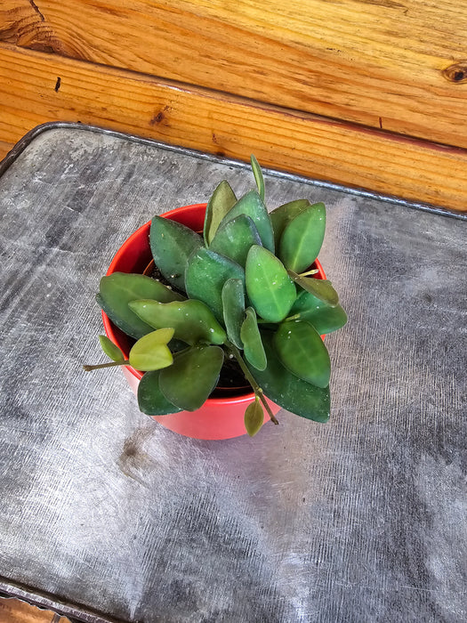 Hoya Bilobata, 2" Plant