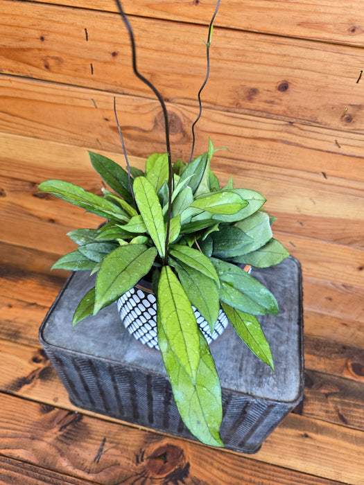 Hoya Crassipetiolata Little Splash, 6" Plant