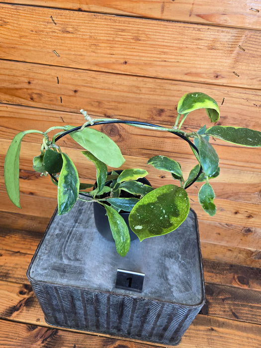 Hoya Diversifolia Albomarginata on Hoop - Pick Your Plant, 4" Plant