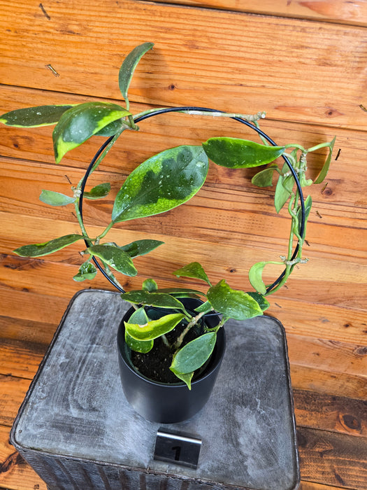 Hoya Diversifolia Albomarginata on Hoop - Pick Your Plant, 4" Plant