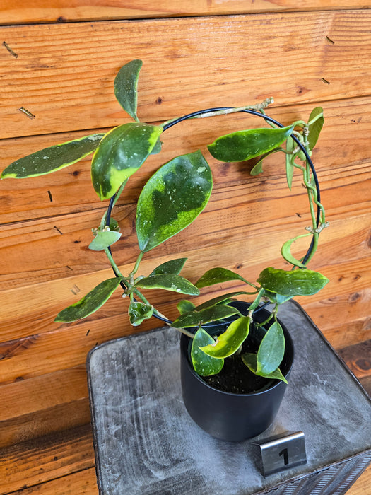 Hoya Diversifolia Albomarginata on Hoop - Pick Your Plant, 4" Plant